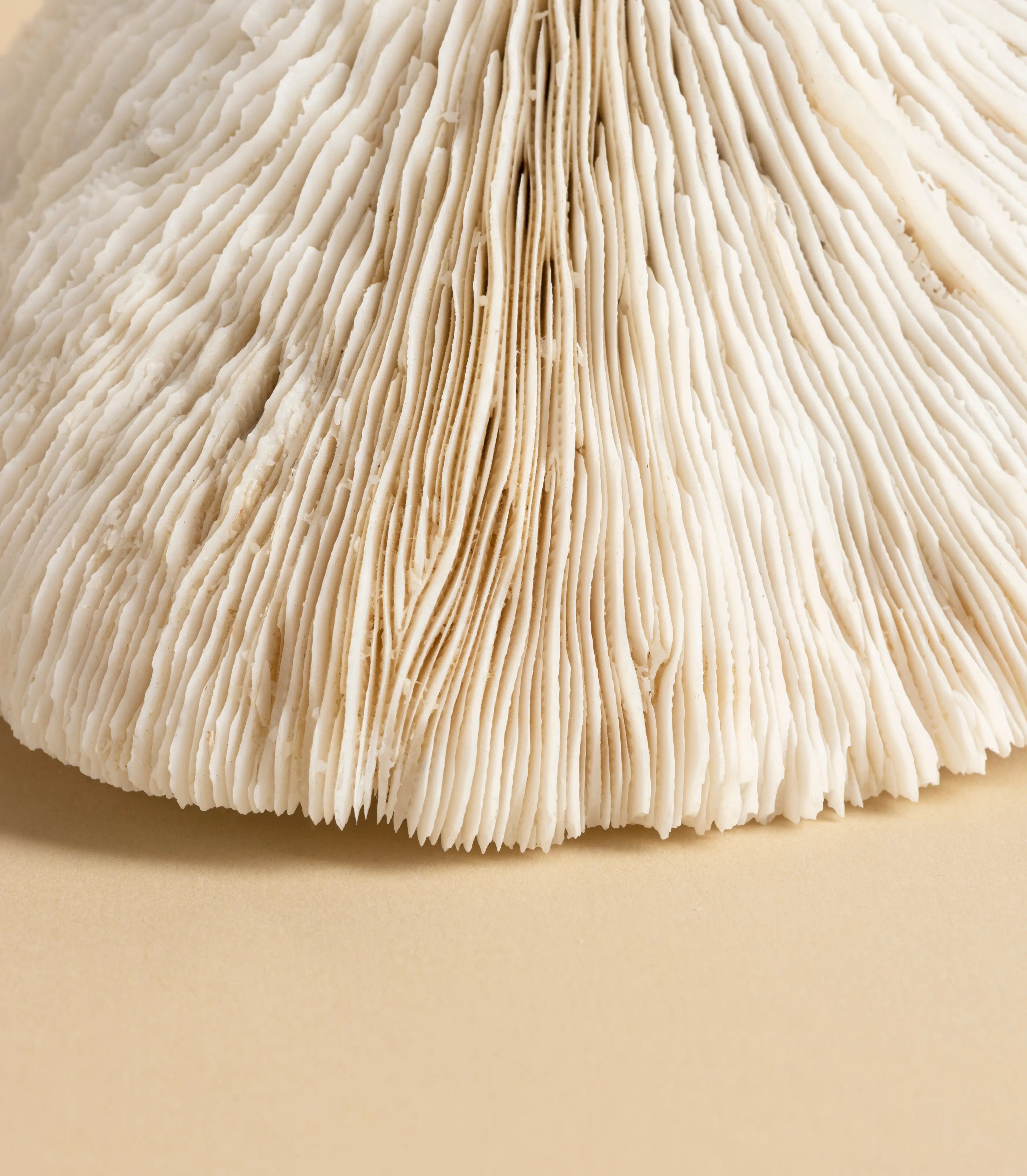 Ancient Herbal Wisdom - Eldertrove